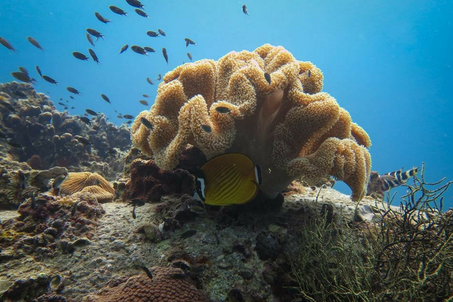 A batfish in the ocean off of the coast of Koh Tao