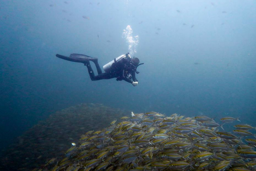 Diving above a school of yellow fish off the coast of Koh Tao Thailand