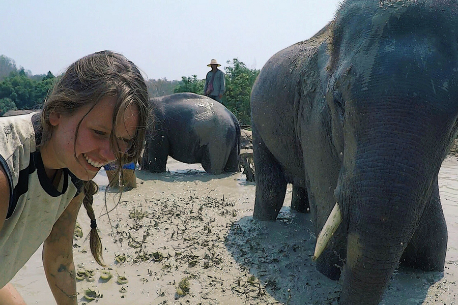 An adult Asian elephant taking a mud bath in an elephant sanctuary in Chiang Mai