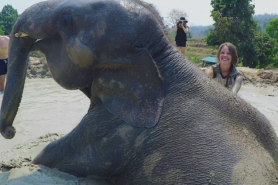 An adult Asian elephant taking a mud bath in an elephant sanctuary in Chiang Mai