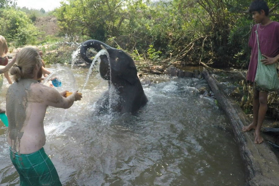 A baby elephant getting a bath in Chiang Mai, Thailand