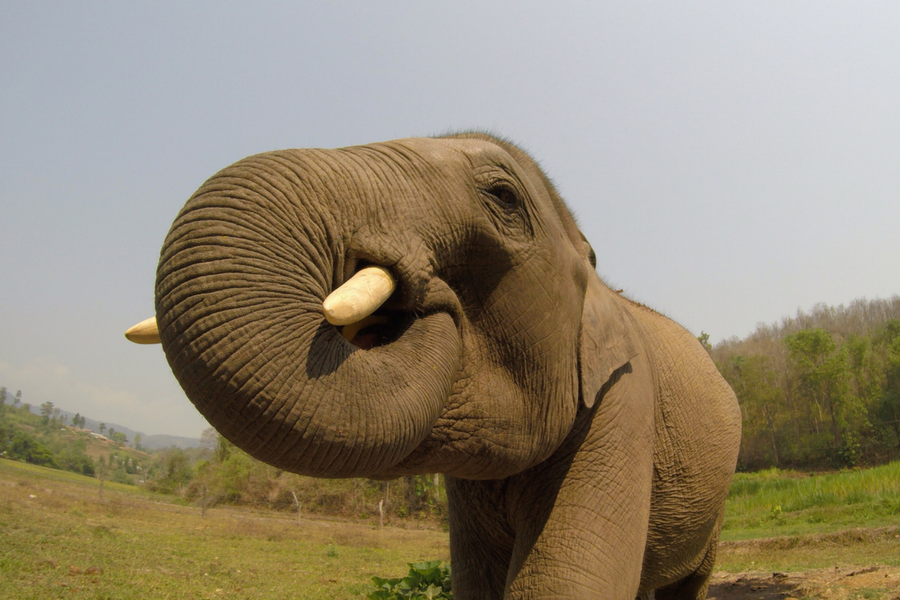 A baby elephant in a sanctuary in Chiang Mai, Thailand