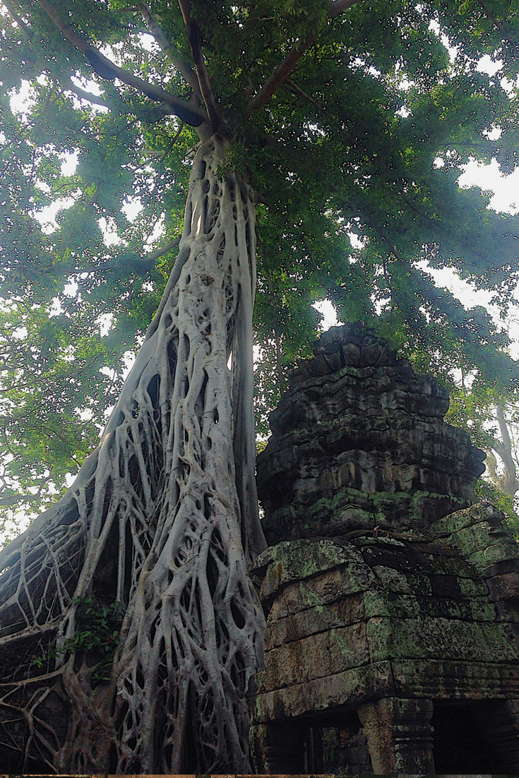 Ta Prohm Temple