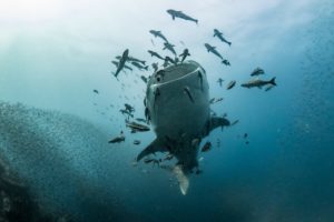 A whale shark feeding in the waters of Koh Tao near a wreck diving site