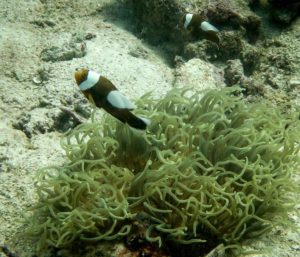 A saddleback clownfish in the waters of Koh Tao