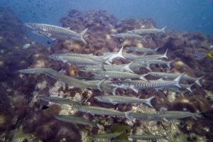 A school of Chevron Barracuda seen while scuba diving at Chumphon Pinnacle in Koh Tao