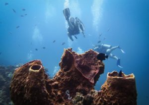 Scuba Diving over coral off the coast of Koh Tao