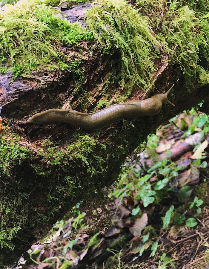 A large slug crawling across a mossy log in Ecola State Park