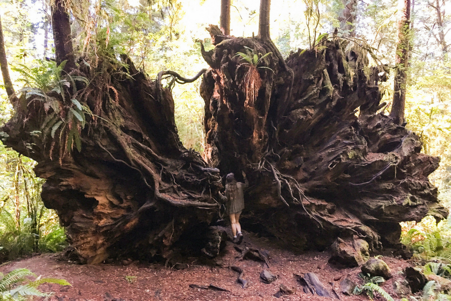 are dogs allowed in the redwood forest