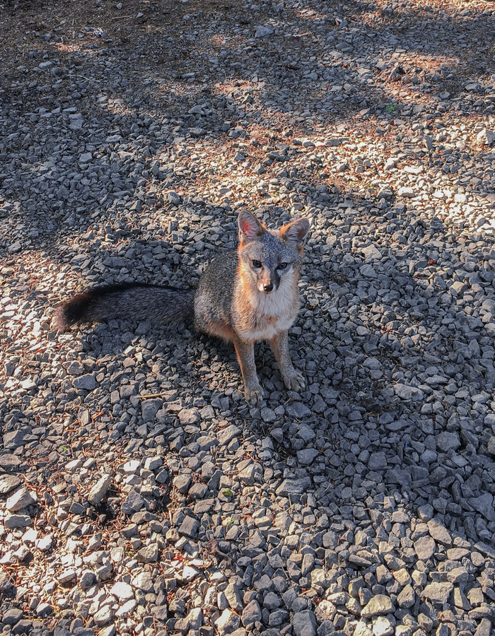 A friendly grey fox at the Palomarin Trailhead