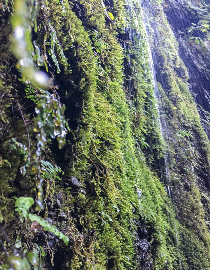 Water dripping from the side of Fern Canyon in the Redwoods National Park