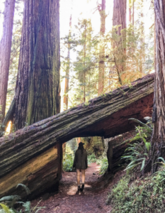 Walking through a tree tunnel on the Prairie Creek Trail in the redwoods