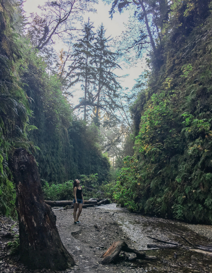 Staring up at the 50 foot walls in Fern Canyon