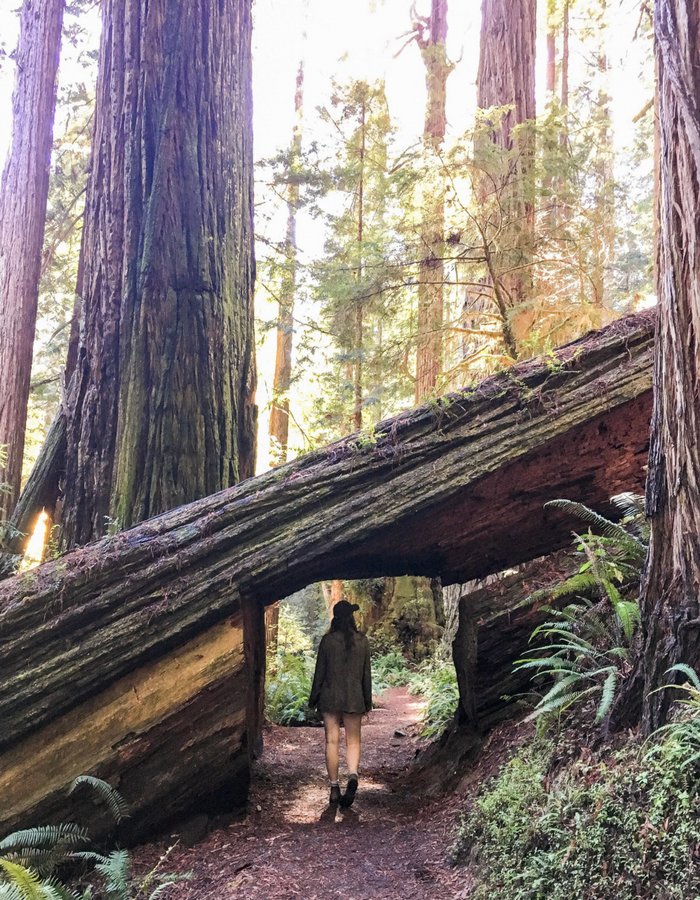 Walking through a tree tunnel on the Prairie Creek Trail in the redwoods