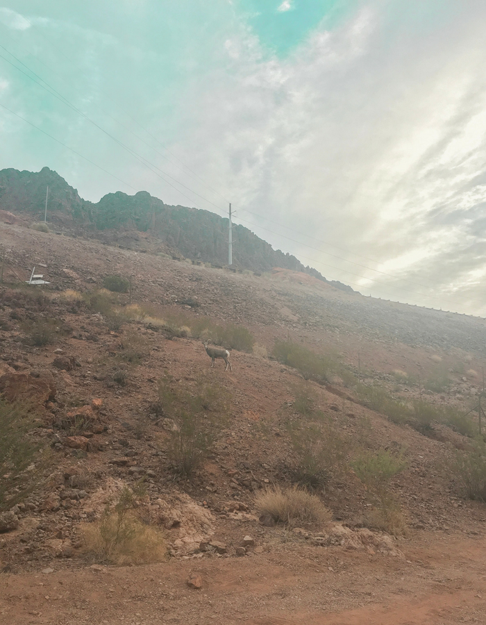 A desert bighorn sheep at the Gold Strike hot spring trail head