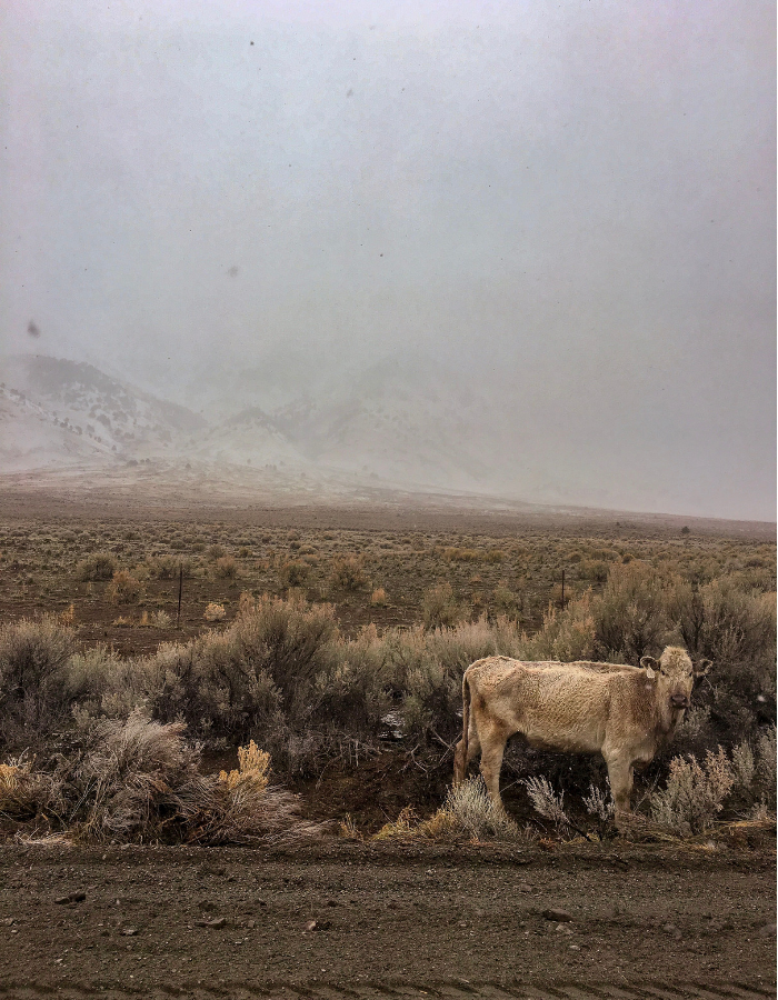 A cow standing near Folly Farm Road on the way to Alvord Desert Hot Spring