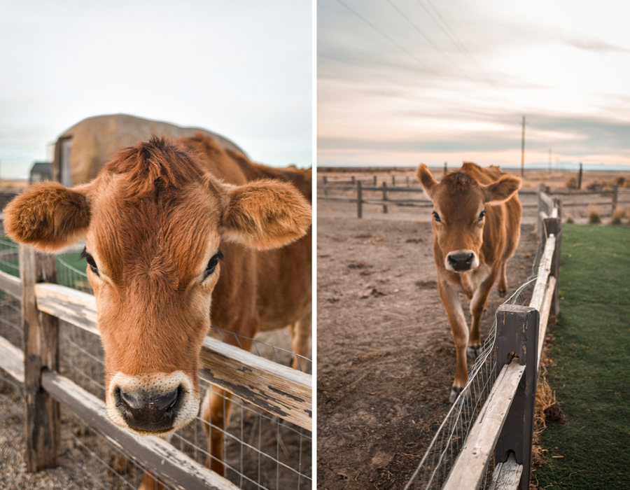 The "mascot" of the Big Potato AirBnB, Dotty the cow.