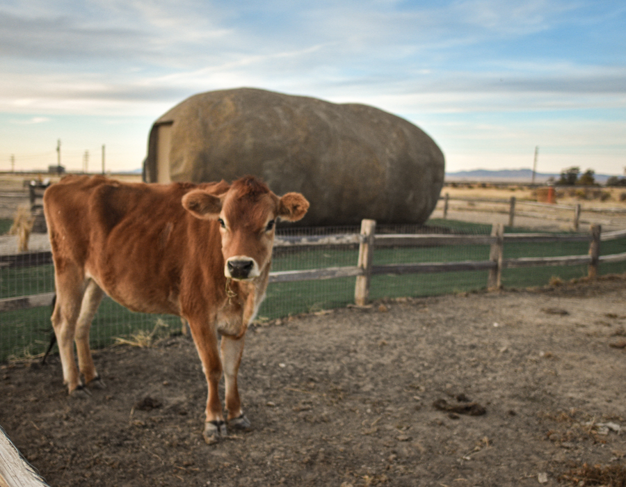 Dotty the cow in front of the Big Idaho Potato AirBnB