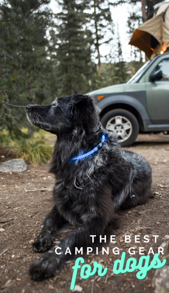 Helpful Tips + Best Gear for Camping With Your Dog