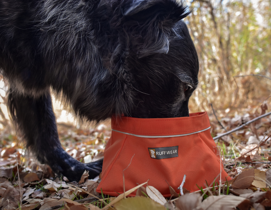 Tuna enjoying some clean water out of his new Ruffwear collapsible dog bowl for camping