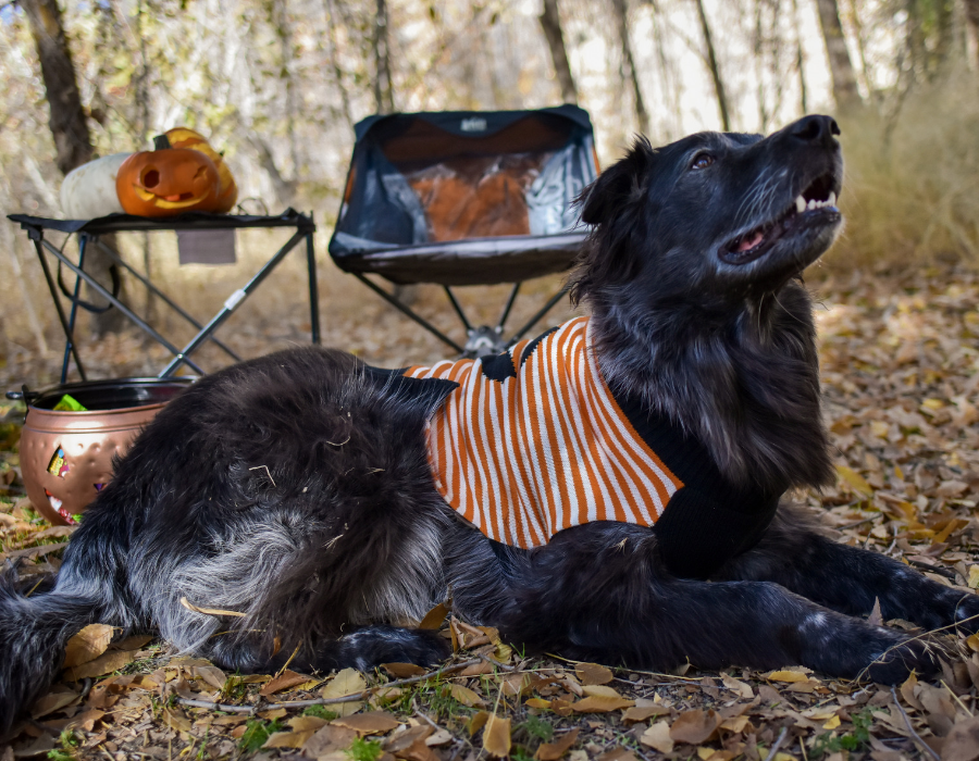 Tuna, all dolled up in his Halloween pumpkin sweater on our fall camping trip