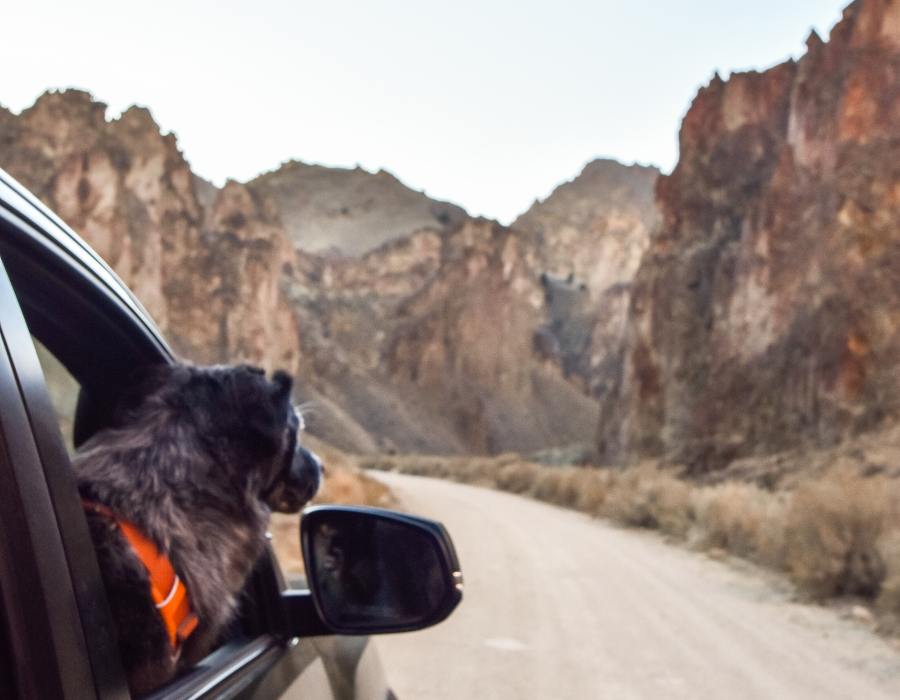 Tuna driving through Leslie Gulch - bringing a dog makes what to pack for a road trip a little more complicated!