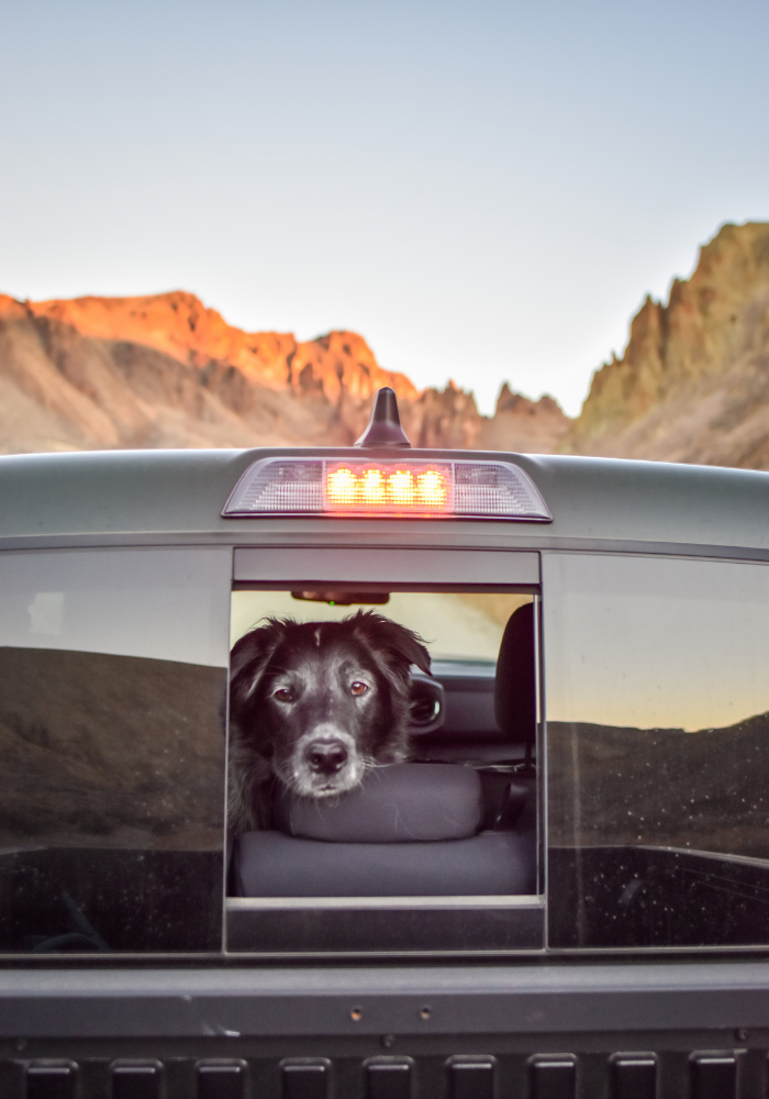 road trip dog