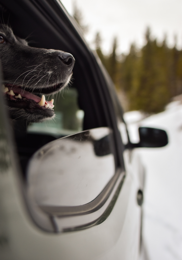 24Petwatch: Road trip essentials – must haves for you and your dog