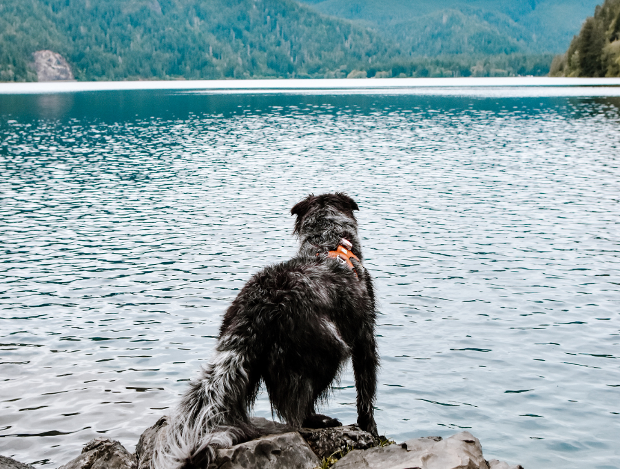 are dogs allowed in the olympic national forest