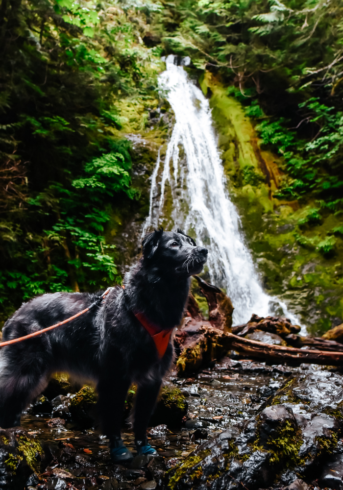 are dogs allowed in the olympic national forest