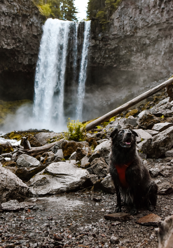 Our gorgeous dog at Tamanawas Falls