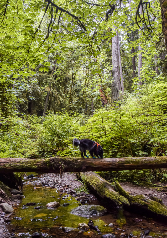 are dogs allowed in olympic national park