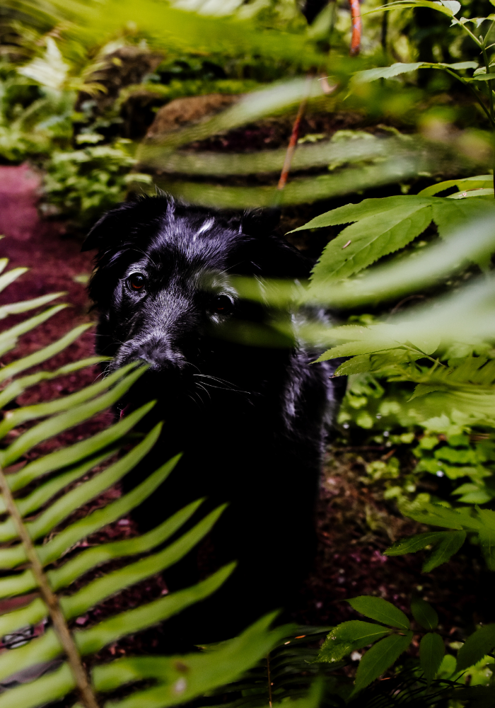 Our dog Tuna in the temperate rainforests of Olympic National Park