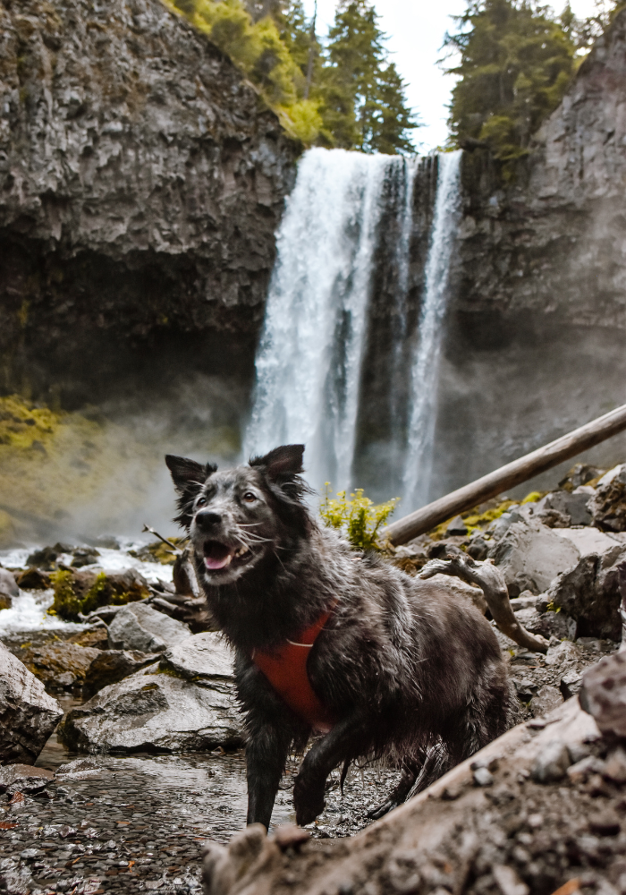 Our dog, Tuna, enjoying the cold water at Tamanawas Falls